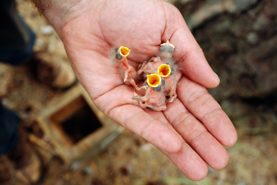 newly-hatched-chicks.jpg