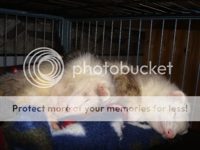 ferrets1003.jpg