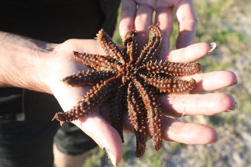 stevensstarfish.jpg