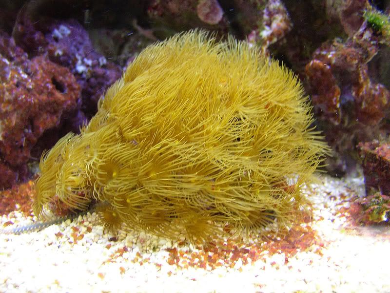 yellowpolyps001.jpg