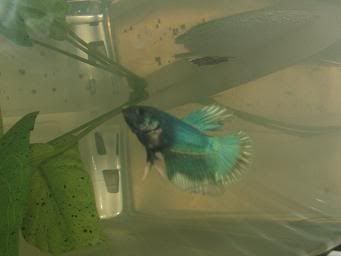 bettas603.jpg