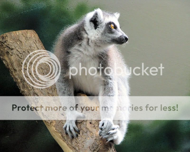 RingtailLemur.jpg