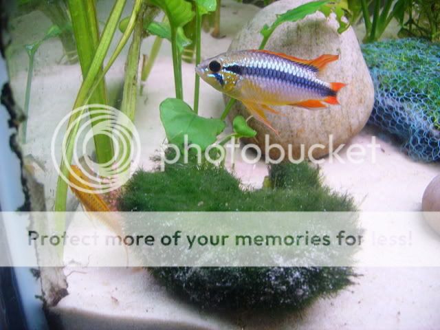 apistogramma005.jpg