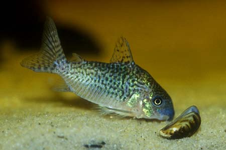 corydoras_sodalis_2.jpg