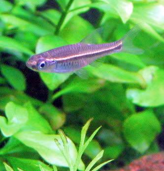 PossRasbora.jpg