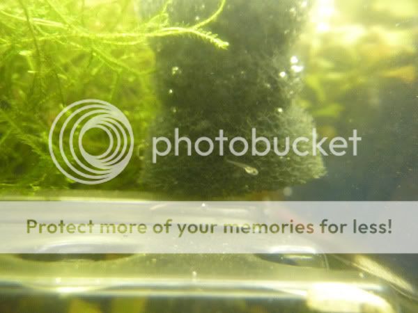 rasbora_fry_060211.jpg