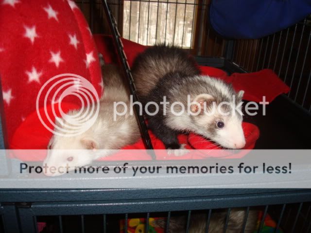 ferrets1009.jpg