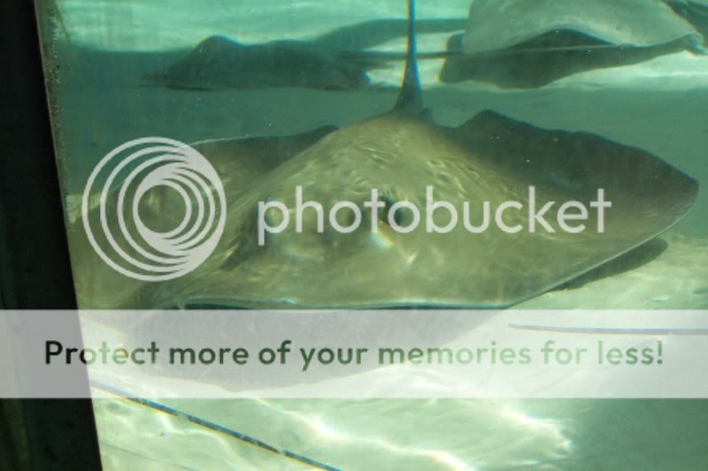 FloridaAquarium057.jpg