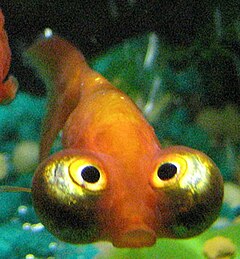 240px-Celestial_eye_goldfish.jpg