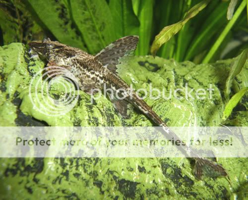 260806whiptail.jpg