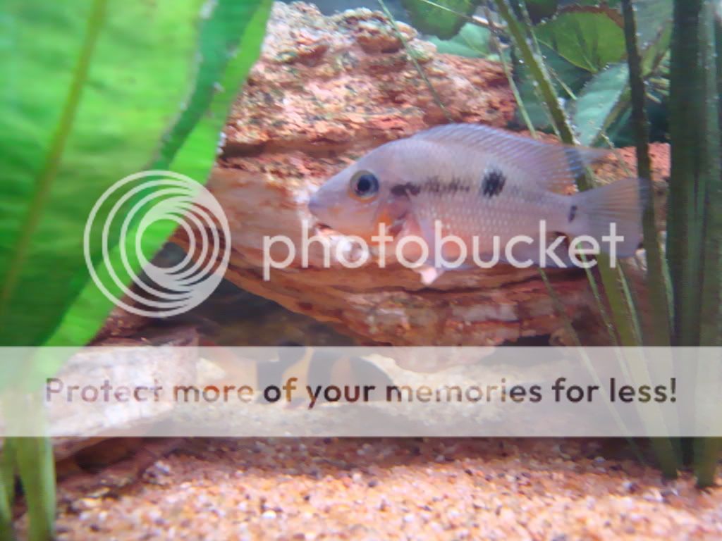 clownloachandfiremouthcichlid.jpg