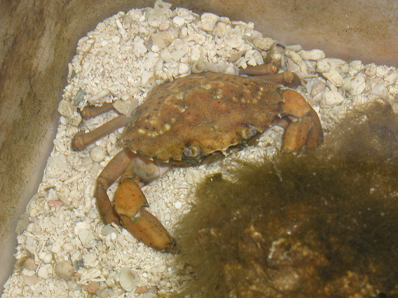 crab1.png