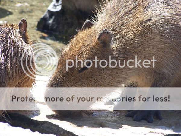 capybara.jpg