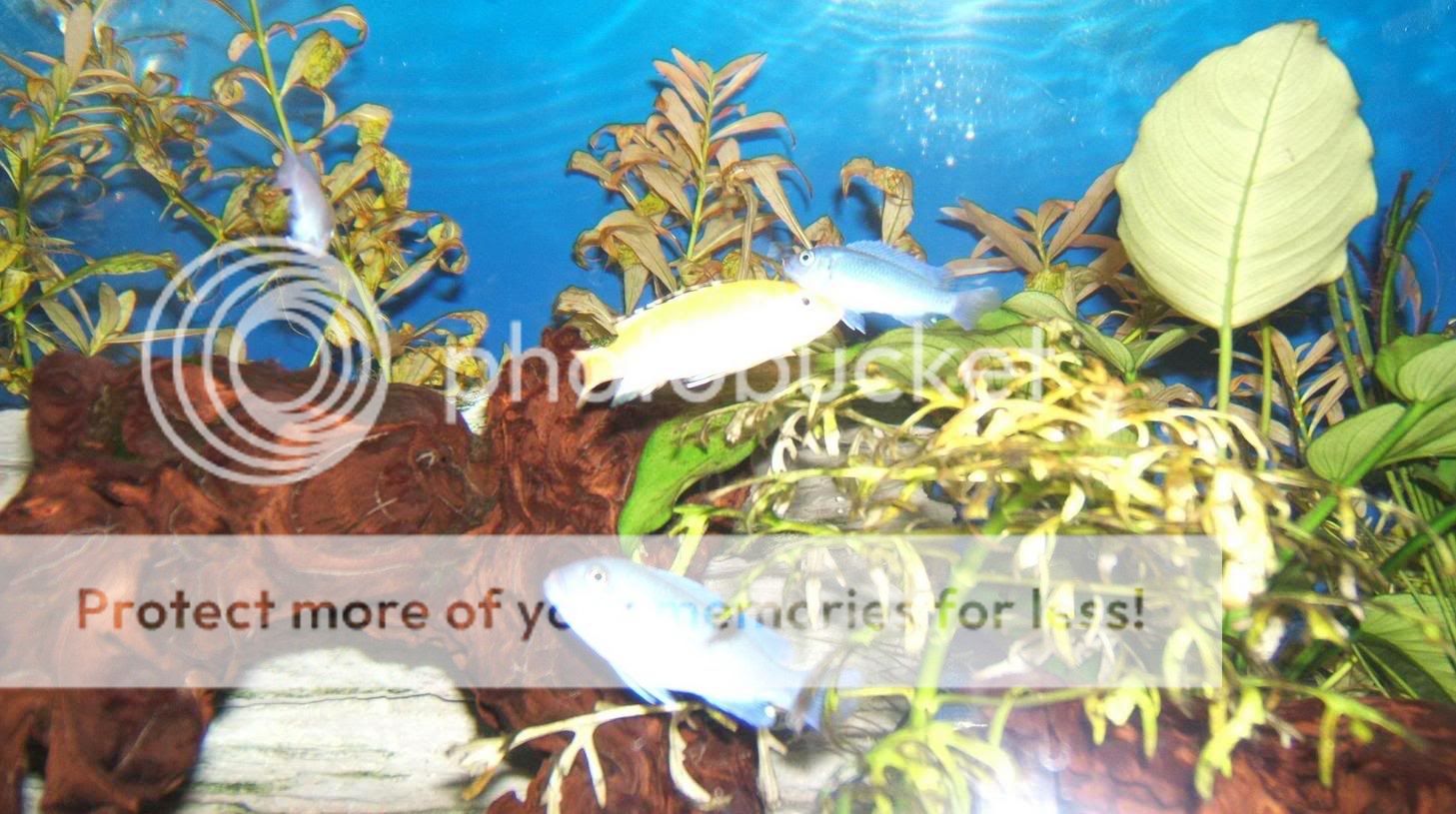 cichlids.jpg