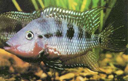 firemouth_cichlid.jpg