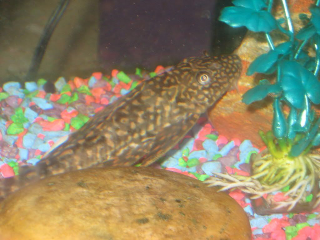 bonniesppleco002.jpg