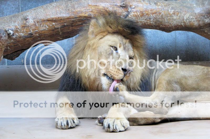 Lion1.jpg