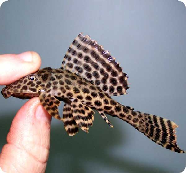 L083%20SPOTTED%20SAILFIN%20GIBBY.jpg