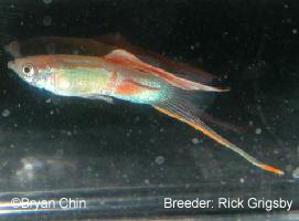 swordtail_Grigsby2.jpg