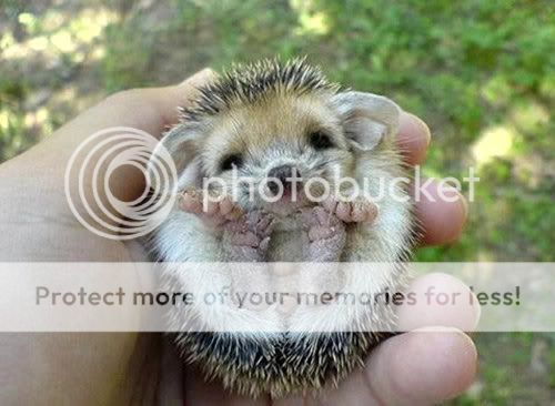 Hedgehog.jpg