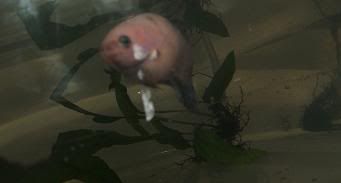 bettas257.jpg