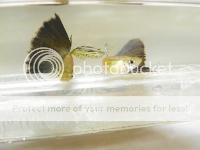 Guppies056.jpg