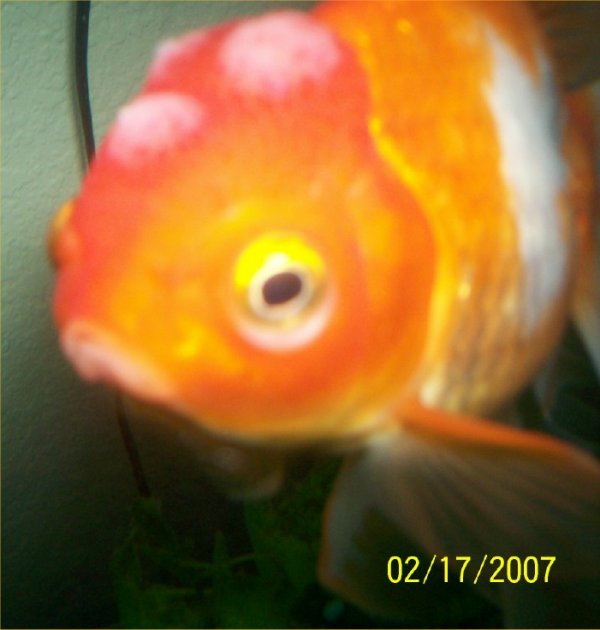 meemfish2.jpg