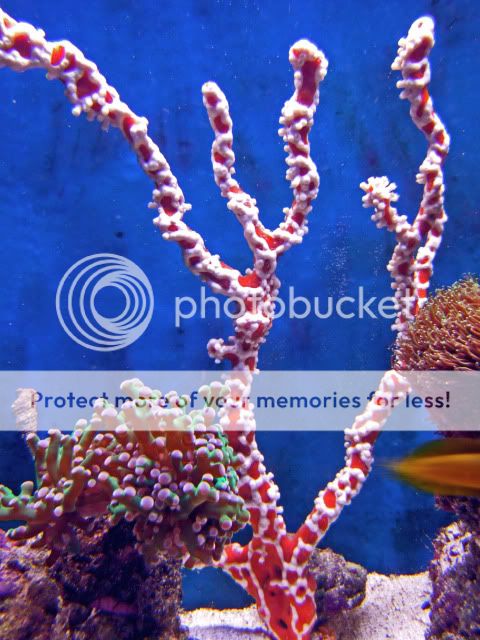 2009_0912Reef0027.jpg