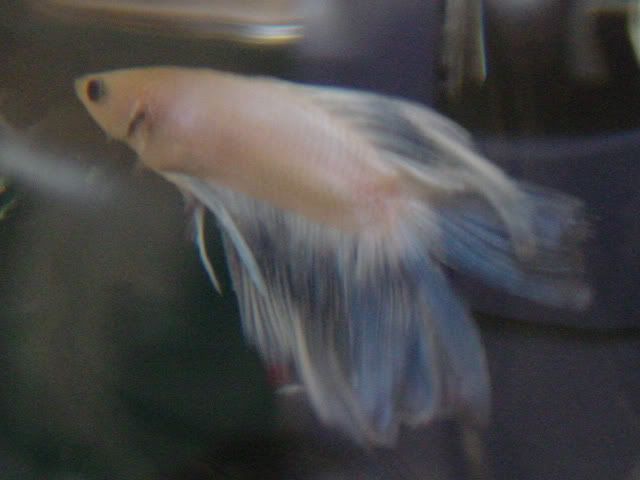 Whitebetta1.jpg