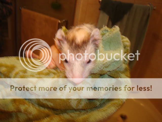 ferrets028.jpg