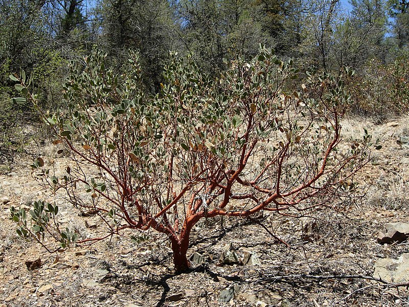 800px-Manzanita.JPG