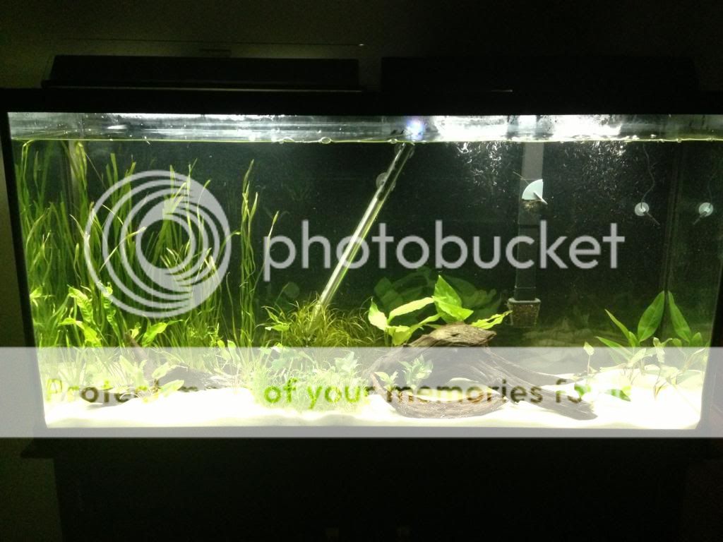 fishtank5.jpg