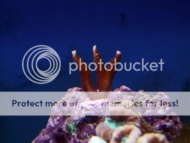 2009_0813Reef0021.jpg