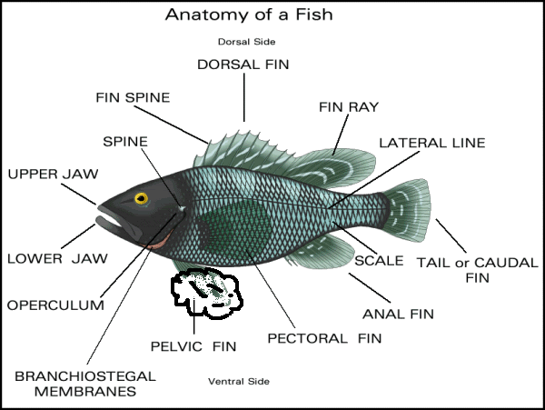 fdiagram.gif