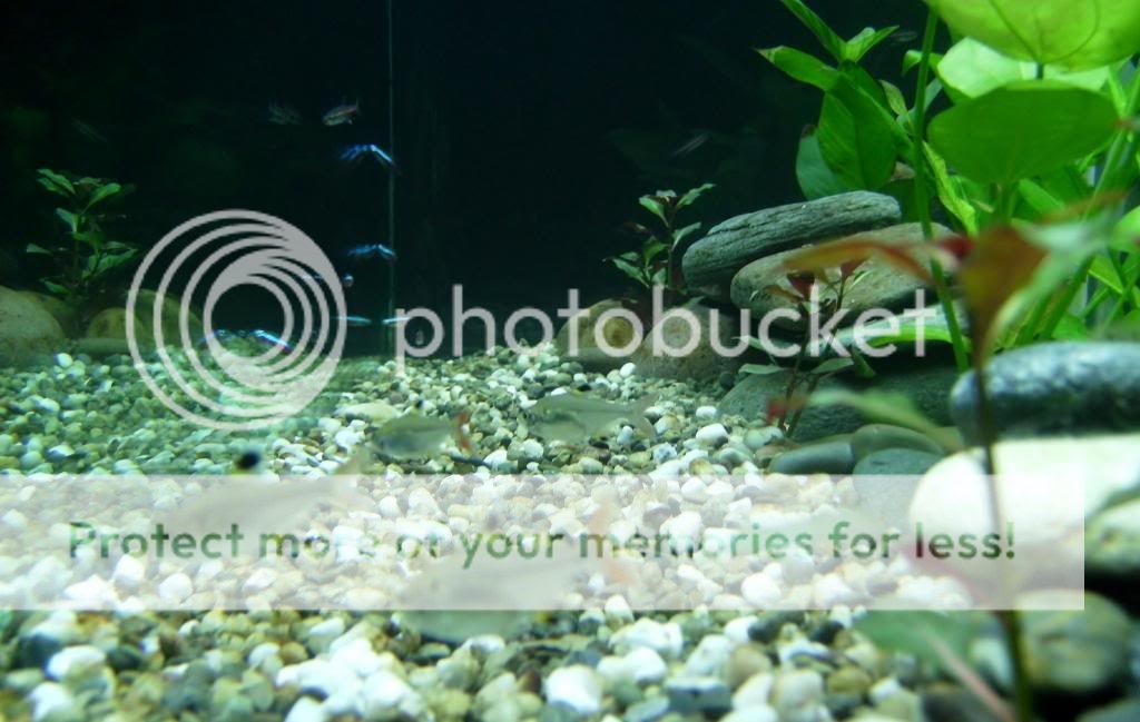 aquariumjan2012_6_zpsc7572769.jpg