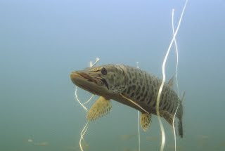 Muskie+Underwater+by+Eric+Engbretson.jpg