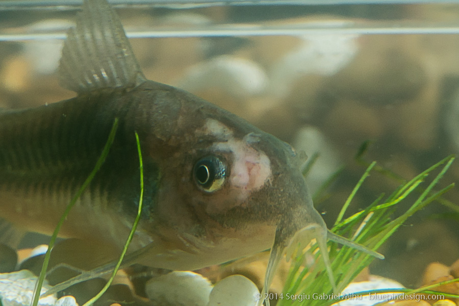 Gabriel_Mihu_fish_tank_sickness__DSC8677.jpg