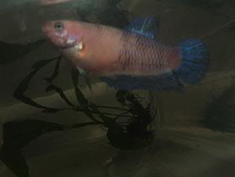 bettas256.jpg