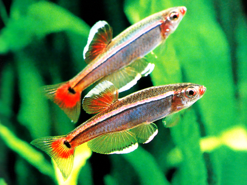 White_cloud_mountain_minnow+-+natureaquarium.us.jpg