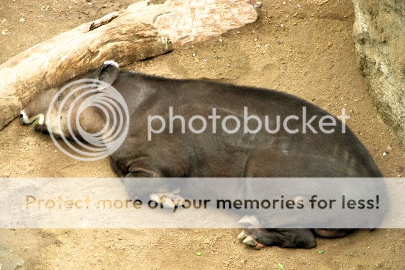 braziliantapir.jpg