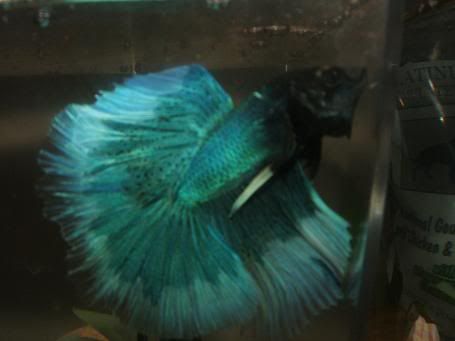 bettas058.jpg