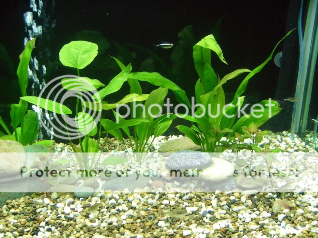 aquarium2013_3_zpsc63498bc.jpg