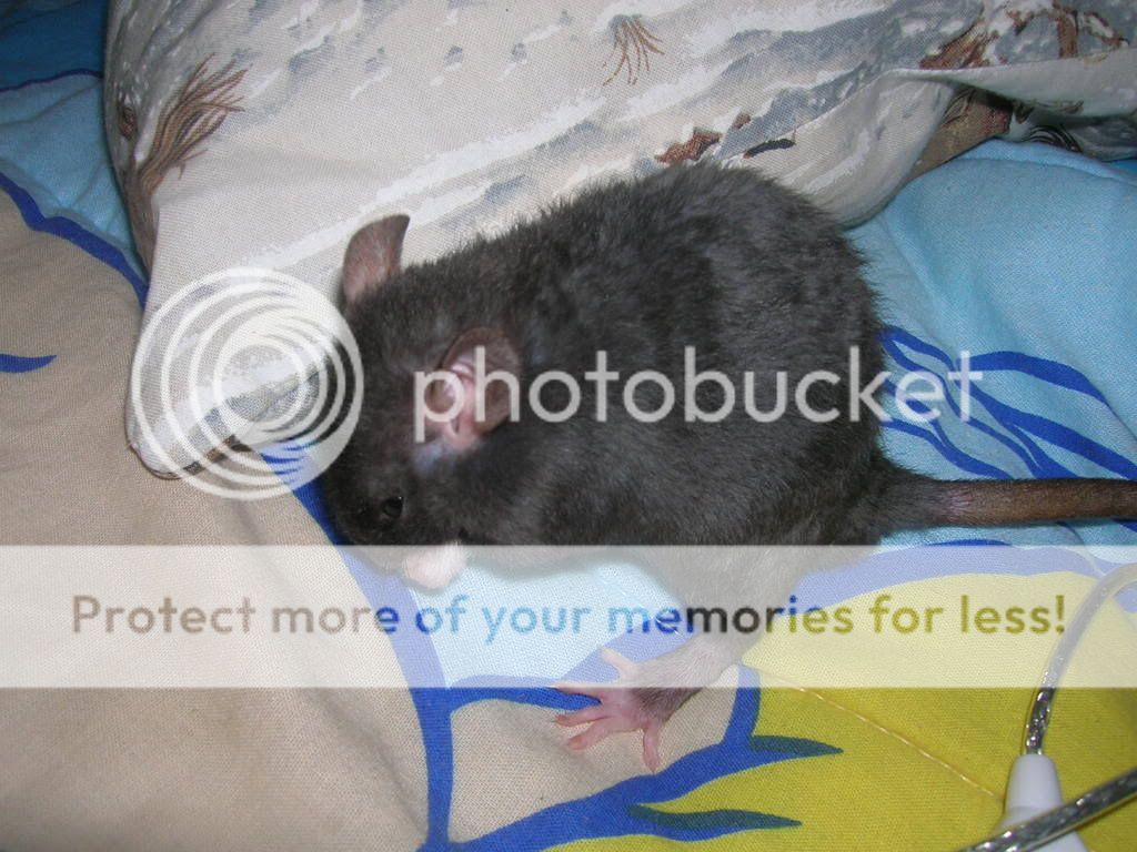 ratties2008.jpg