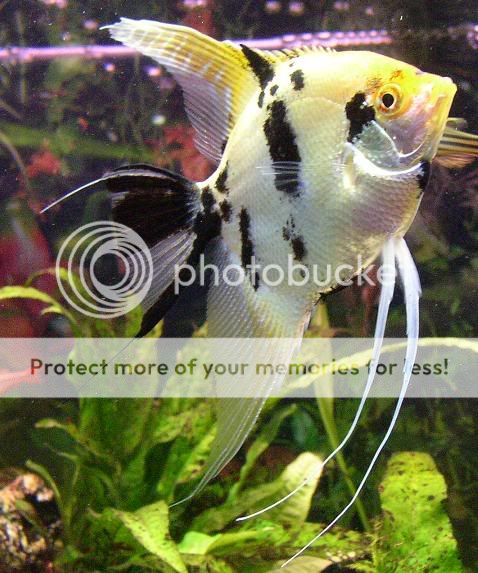 angelfish.jpg