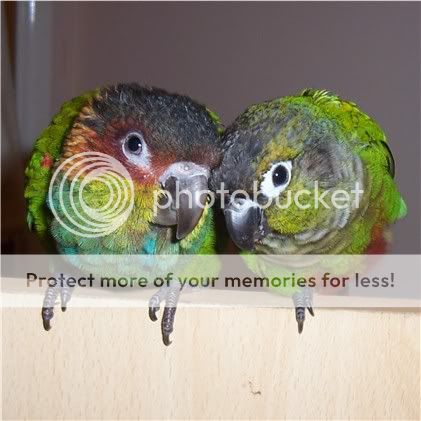 071105conures3.jpg