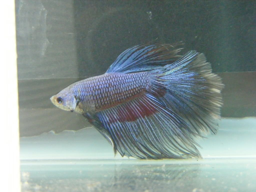 betta2002.jpg