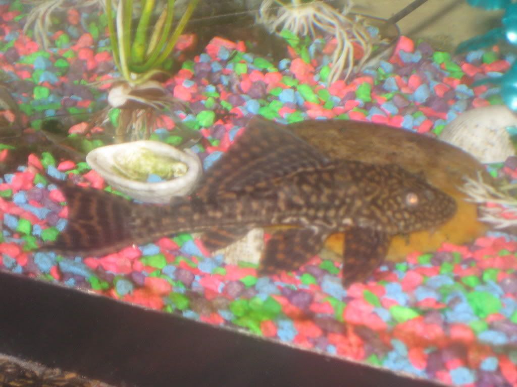 bonniesppleco005.jpg