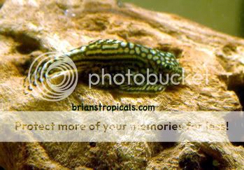 butterflyloach.jpg