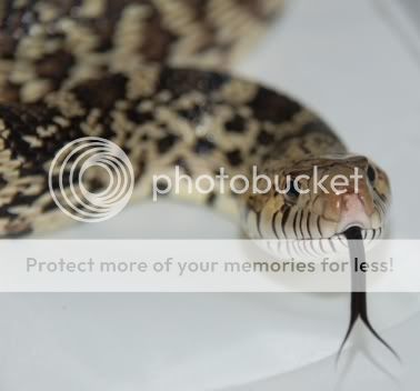 bullsnake4.jpg