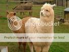 alpaca.jpg